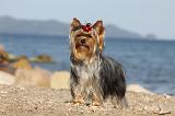 YORKSHIRE TERRIER 316